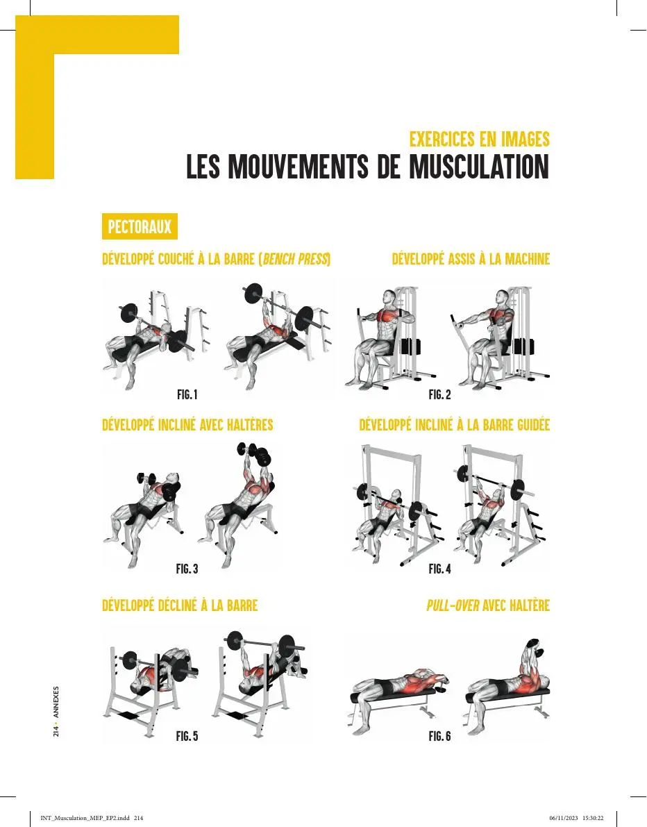 Planche illustrée présentant différents mouvements de musculation